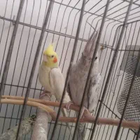 یک جفت عروس هلندی. نر وماده