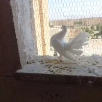 کبوتر دم چتری پا پری سفید وسرحال