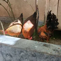 مرغ وخروس