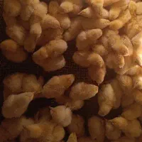 پخش خوراک طیور انواع جوجه نژاد دار