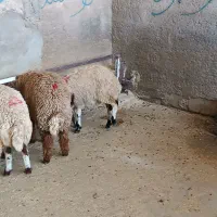 بردرجه یک نروماده