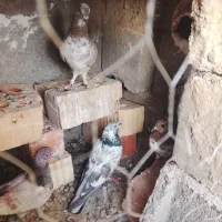 کفتر|پرنده|بمپور, |دیوار