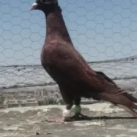 کفتر وکبوتر سرخ کاکلی کرمانی والمانی کاکلی