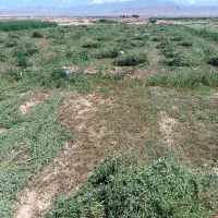 یونجه آبی