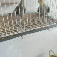 ی جفت عروس هلندی