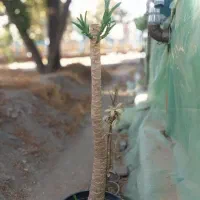 یوکا تنه دار
