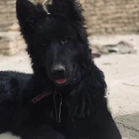 ژرمن شپرد شولاین بلک