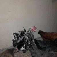 خروس گلین