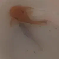 ماهی