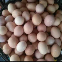 تخم مرغ محلی و ارگانیک