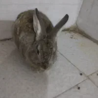 خرکوش|موش و خرگوش|سوسنگرد, |دیوار