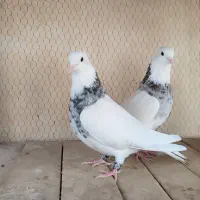 طوقی|پرنده|آران و بیدگل, |دیوار