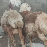 میش چینی و بزکهره پاکستانی