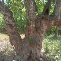 هرس و خریدو فروش چوب  درخت