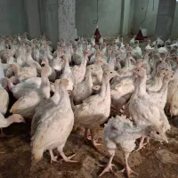 جوجه بوقلمون برنز و بوربون و بیوتی دوماهه