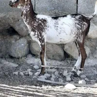 کهره ماده