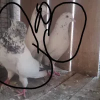 کفتر سه تا نر وسه تا جوجه گمشده