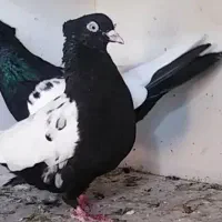 کبوتر رنگی نقش سینه سیاه قهوه ای الماسی نقره ای