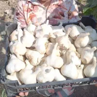سیر اعلا و طبیعی