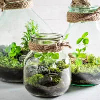 حراجستون غنچه، دست خالی نرو، اشانتیونم بگیر