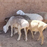 بره ماده