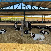 فروش گوساله نر  شیرخوار