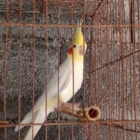 طوطی عروس نر