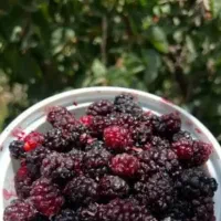 فروش بهترین شاتوت