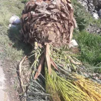فروش یک درخت نخل خرما ۲۰ ساله