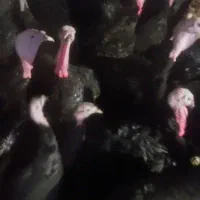 بوقلمون بالغ وجوجه بوقلمون یک دو و سه ماهه