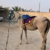 اسب|اسب و تجهیزات اسب‌سواری|خمیر, |دیوار