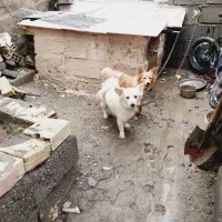 پامر روباهی و اشپیز