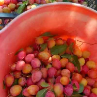الچه|خوردنی و آشامیدنی|خوی, |دیوار