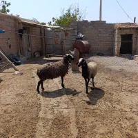 بره ماده شالی
