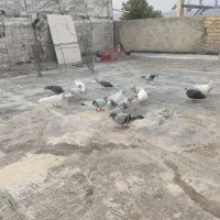 کبوتر