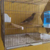 مرغ مینا جوان و سرحال رو  معاوضه میکنم