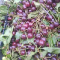 آلبالودرجه یک ۱۳۰