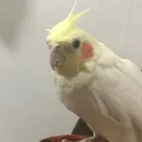 عروس هلندی با لوازم ۱۶۰۰