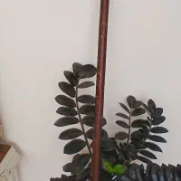 چوب البالو 50 ساله