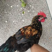 یه خروس خیلی سالم خوشکل