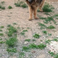 سگ ژرمن نر 3ساله