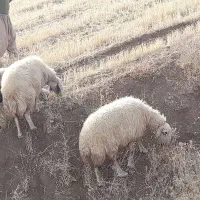 گوسفندجوان بابره