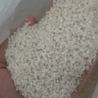 نیم دونه طارم هاشمی  امساله