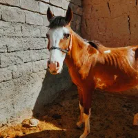 اسب نریان درشوری دوساله