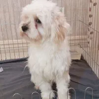 شیتزو ۱۰ ماه شناسنامه دار