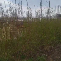 نهال بادام محلی