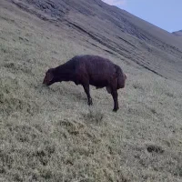 قوچ