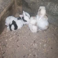 بچه خرگوش