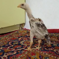 جوجه لاری