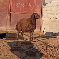 قوچ همو (چند قلوزا)